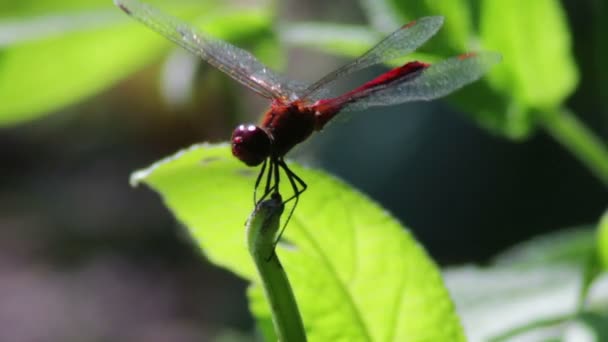 Dragonfly στην μονάδα υποκατάστημα. — Αρχείο Βίντεο