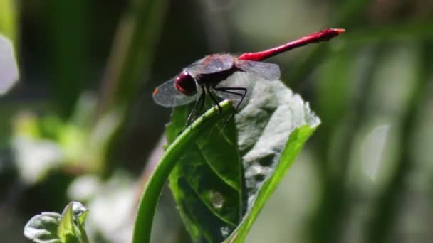 Dragonfly pe o plantă de ramură . — Videoclip de stoc