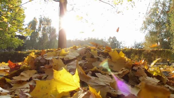 Желтые листья падают на землю в осеннем лесу . — стоковое видео