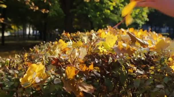 Ragazza felice che cammina nel parco autunnale e raccoglie foglie gialle cadute . — Video Stock
