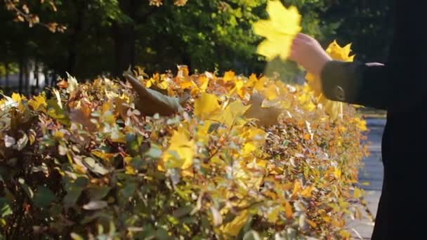 Happy girl marche dans le parc d'automne et recueille des feuilles jaunes tombées . — Video