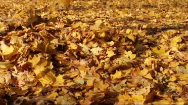 Sarı yapraklar sonbaharda ormanda yere düşmek.