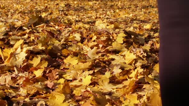 Chica feliz hablando en una alfombra de hojas amarillas en el bosque de otoño . — Vídeos de Stock