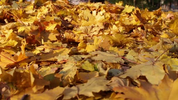 Man en meisje wandelen in het herfst bos. — Stockvideo