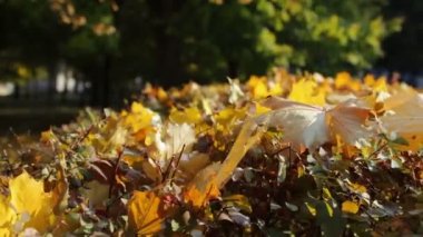 Mutlu kız sonbahar park ve toplar sarı yürüyüş yaprakları düşmüş.