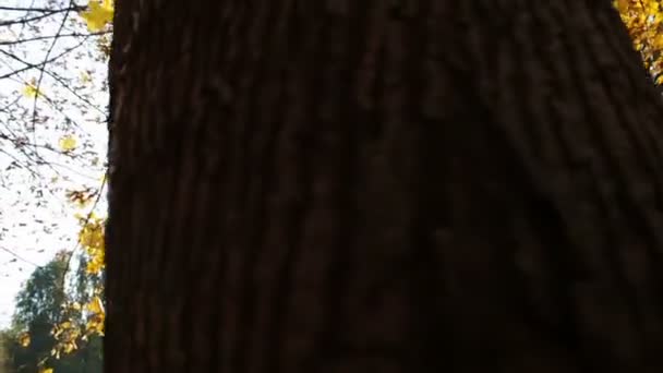 여자가을 공원에 나무의 나뭇가지에서 단풍을 던졌습니다.. — 비디오