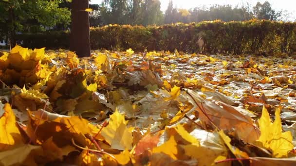 Sarı yapraklar sonbaharda ormanda yere düşmek. — Stok video
