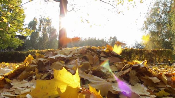 Feuilles jaunes tombent au sol dans la forêt d'automne . — Video