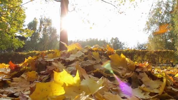 Hojas amarillas caen al suelo en el bosque de otoño . — Vídeo de stock