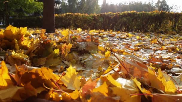 Gele bladeren vallen op de grond in de herfst bos. — Stockvideo