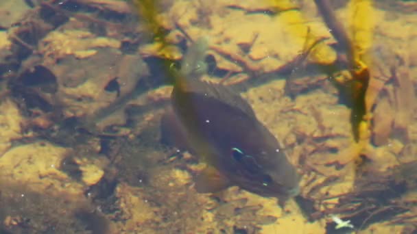 Perch under water in the river. — Stock Video