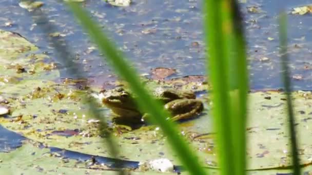 Frog op lily. — Stockvideo