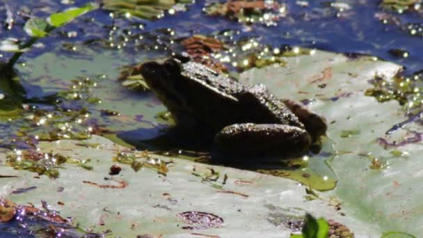 Frog on lily. — Stock Video