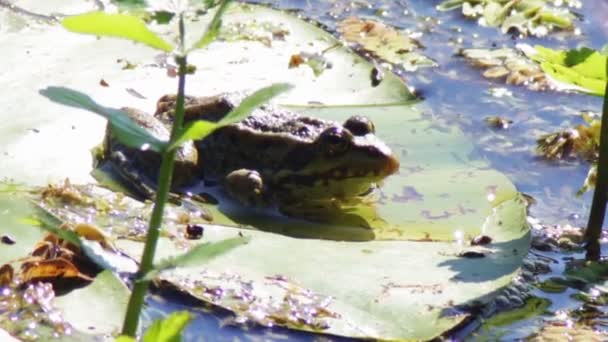 Frog on lily. — Stock Video