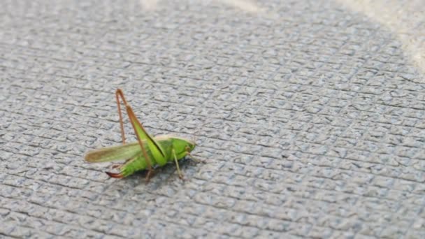 Close up of Green Grasshopper — Stock Video