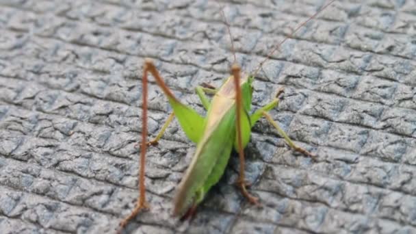 Close up of Green Grasshopper — Stock Video