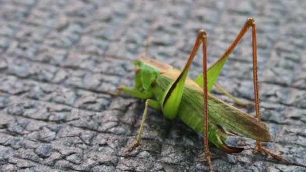 녹색 메뚜기의 클로즈업 — 비디오