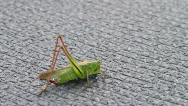 Close up of Green Grasshopper — Stock Video