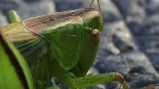 Close up de gafanhoto verde — Vídeo de Stock