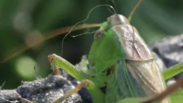 Close up van groene sprinkhaan — Stockvideo