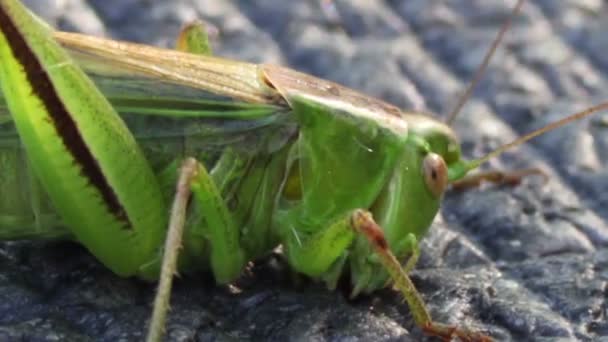 Primer plano del saltamontes verde — Vídeos de Stock