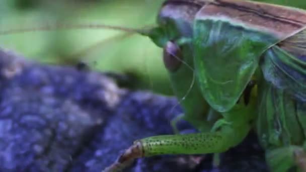 Zbliżenie zielony konik polny — Wideo stockowe