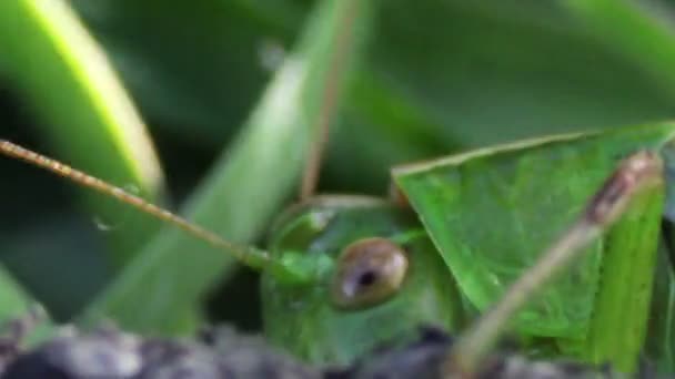 Sauterelle dans l'herbe verte . — Video