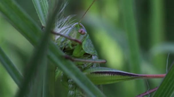 Grasshopper en la hierba verde . — Vídeo de stock