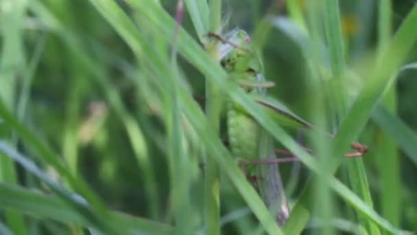 Sauterelle dans l'herbe verte .