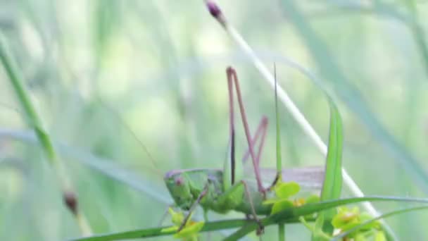 Grasshopper en la hierba verde . — Vídeo de stock