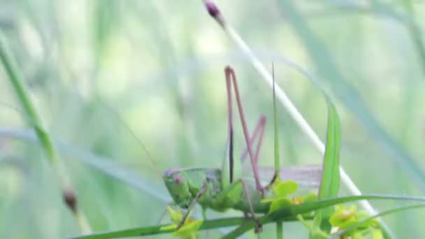 Sauterelle dans l'herbe verte . — Video