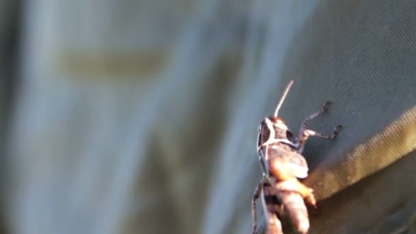 Sluiten van Grasshopper — Stockvideo