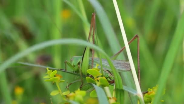 Gräshoppa i det gröna gräset. — Stockvideo