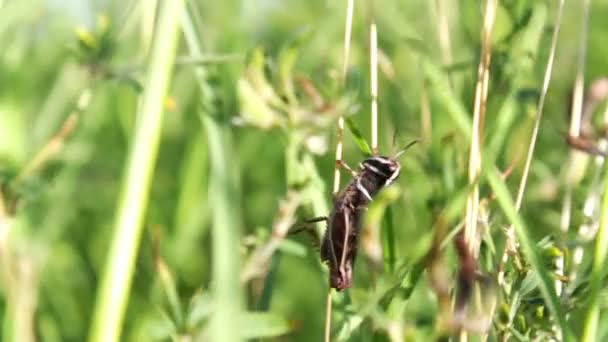 Sauterelle dans l'herbe verte . — Video