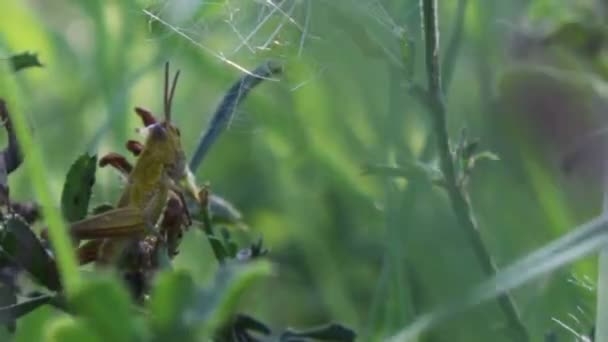 Sprinkhaan in het groene gras. — Stockvideo