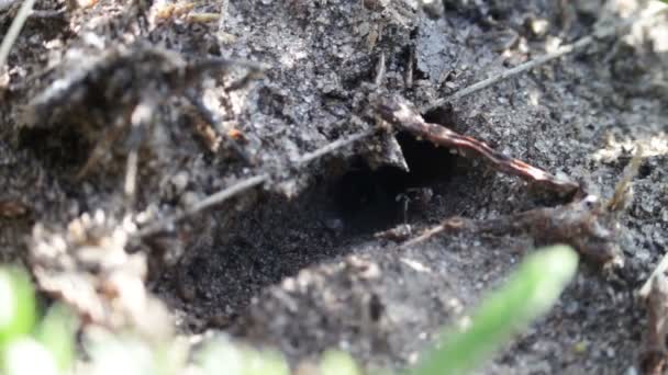 Ants crawling on the anthill. — Stock Video