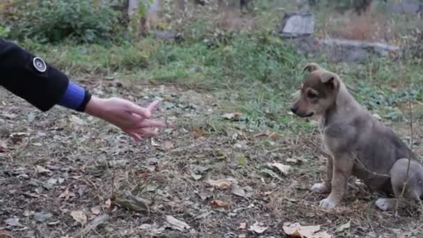 Жінка годує безпритульних цуценят на вулиці . — стокове відео