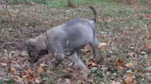 Chiots sans abri dans la rue.