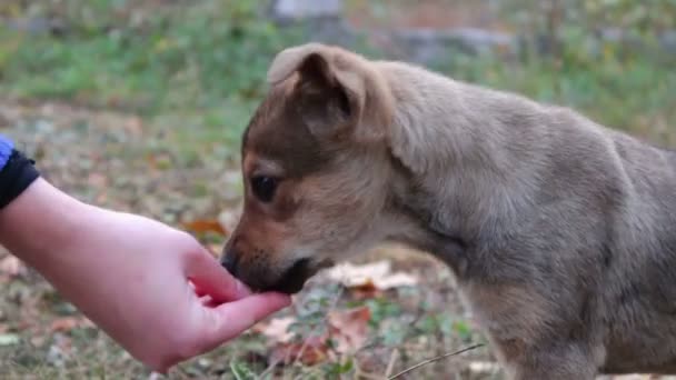 Vrouw feeds de dakloze puppies op de straat. — Stockvideo