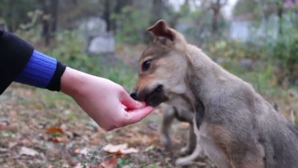 Woman feeds the homeless puppies on the street. — Stock Video