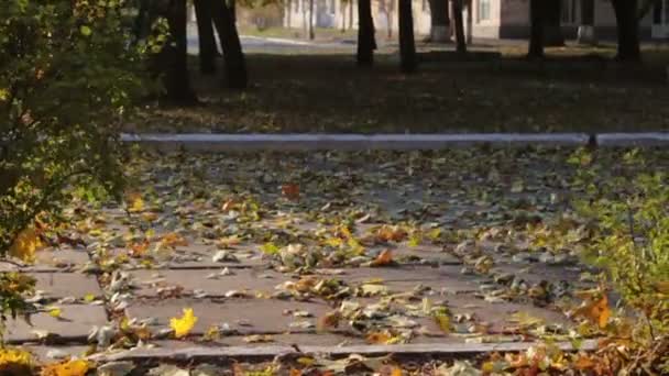 Rüzgar darbeler uzak yoldan sonbahar parkta sarı yapraklar. — Stok video
