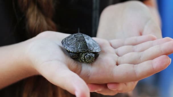 La petite tortue dans la main . — Video