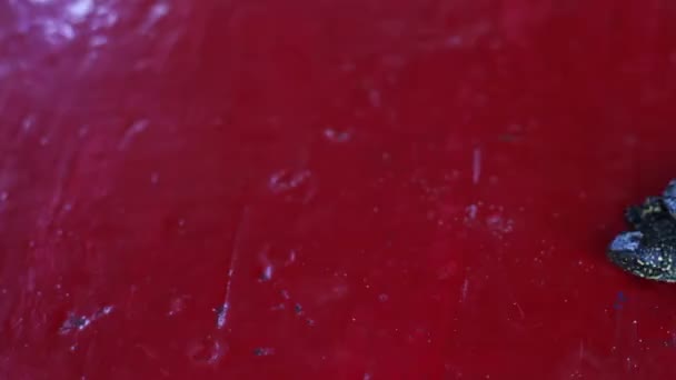 Petite tortue de rivière rampant sur la table .