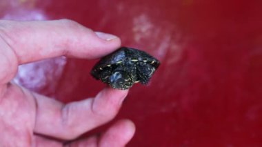 Elinde küçük nehir kaplumbağa.