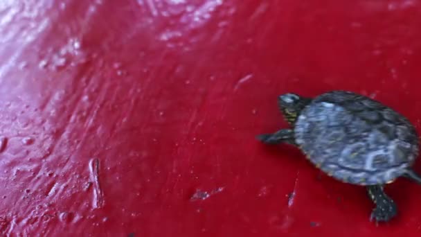 Weinig aardschildpad kruipen op de tabel. — Stockvideo