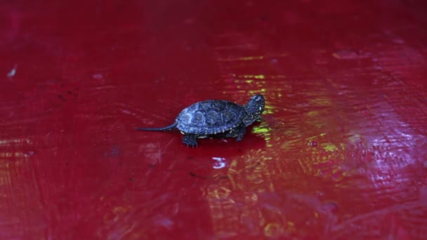 Kleine Flussschildkröte kriecht auf den Tisch. — Stockvideo