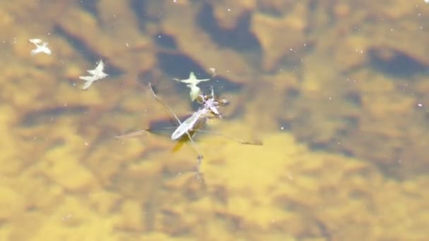 Water striders op water eten spin. — Stockvideo