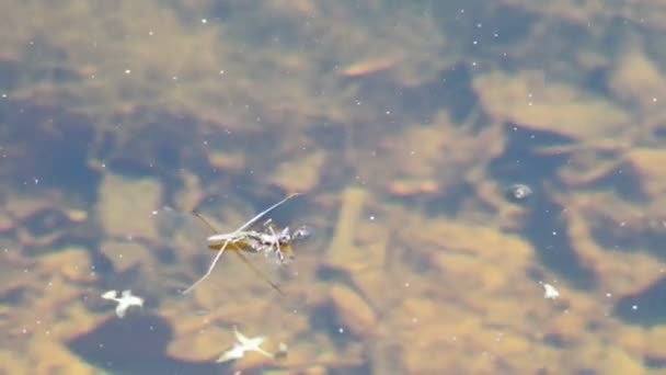 Wasserläufer auf dem Wasser fressen Spinnen. — Stockvideo