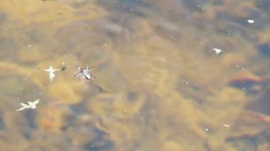 Su sineklerinin su yeme örümcek üzerinde.