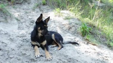 Kumlu bir plaj üzerinde komik köpek.